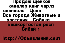 Продаю щенков кавалер кинг чарлз спаниель › Цена ­ 40 000 - Все города Животные и растения » Собаки   . Башкортостан респ.,Сибай г.